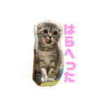 スコティッシュフォールドのぽんずちゃん（個別スタンプ：1）