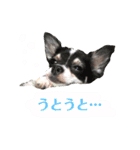 ルゥスタンプ（個別スタンプ：4）