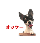 ルゥスタンプ（個別スタンプ：7）