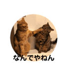 まるこ と ぽるこ（個別スタンプ：16）