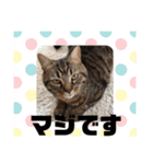 まるこ と ぽるこ（個別スタンプ：20）