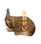 うさぎのつくしくん2（個別スタンプ：3）