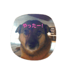 私の名前は、
はる（個別スタンプ：2）