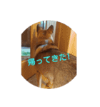 私の名前は、
はる（個別スタンプ：7）