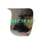 私の名前は、
はる（個別スタンプ：9）