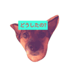 私の名前は、
はる（個別スタンプ：15）