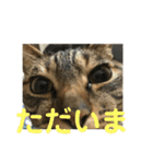 マーガレット その2.1（個別スタンプ：11）