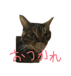 マーガレット その2.1（個別スタンプ：16）