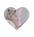 ハムスターのめい（個別スタンプ：1）