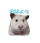ハムスターのめい（個別スタンプ：2）