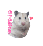 ハムスターのめい（個別スタンプ：3）