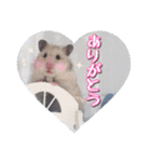 ハムスターのめい（個別スタンプ：4）