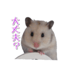 ハムスターのめい（個別スタンプ：5）