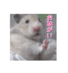 ハムスターのめい（個別スタンプ：6）
