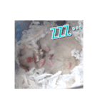 ハムスターのめい（個別スタンプ：14）