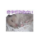 ハムスターのめい（個別スタンプ：15）
