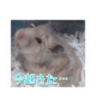 ハムスターのめい（個別スタンプ：17）