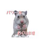 ハムスターのめい（個別スタンプ：18）