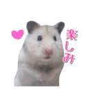 ハムスターのめい（個別スタンプ：19）