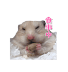 ハムスターのめい（個別スタンプ：21）