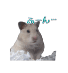 ハムスターのめい（個別スタンプ：25）