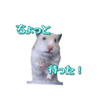 ハムスターのめい（個別スタンプ：26）