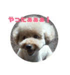 ミルクプリン（個別スタンプ：1）