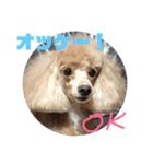 ミルクプリン（個別スタンプ：2）