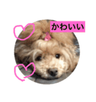 ミルクプリン（個別スタンプ：11）