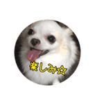 ミュウピノ（個別スタンプ：35）