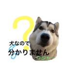 ロジャースタンプ！（個別スタンプ：7）