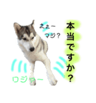 ロジャースタンプ！（個別スタンプ：8）