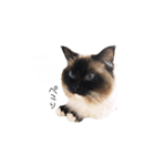 ラグドーラーズ ビビ（個別スタンプ：9）
