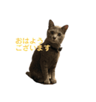 散髪屋のねこのかぞく1（個別スタンプ：1）