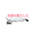 散髪屋のねこのかぞく1（個別スタンプ：2）