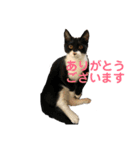 散髪屋のねこのかぞく1（個別スタンプ：4）