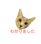 散髪屋のねこのかぞく1（個別スタンプ：5）