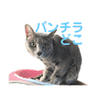 散髪屋のねこのかぞく1（個別スタンプ：9）