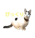散髪屋のねこのかぞく1（個別スタンプ：10）