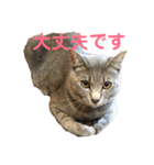 散髪屋のねこのかぞく1（個別スタンプ：13）