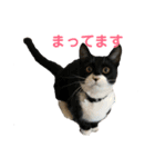 散髪屋のねこのかぞく1（個別スタンプ：15）