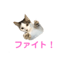 散髪屋のねこのかぞく1（個別スタンプ：16）