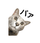 散髪屋のねこのかぞく1（個別スタンプ：17）