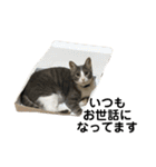 散髪屋のねこのかぞく1（個別スタンプ：25）