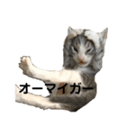 散髪屋のねこのかぞく1（個別スタンプ：28）