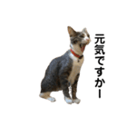散髪屋のねこのかぞく1（個別スタンプ：34）