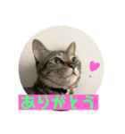 キジトラマリア先輩とアメショのAiしゃん（個別スタンプ：4）