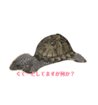 ぴょこちゃん（個別スタンプ：7）