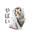 なずな822（個別スタンプ：21）