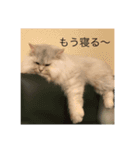 ペルシャ猫レオ（個別スタンプ：1）